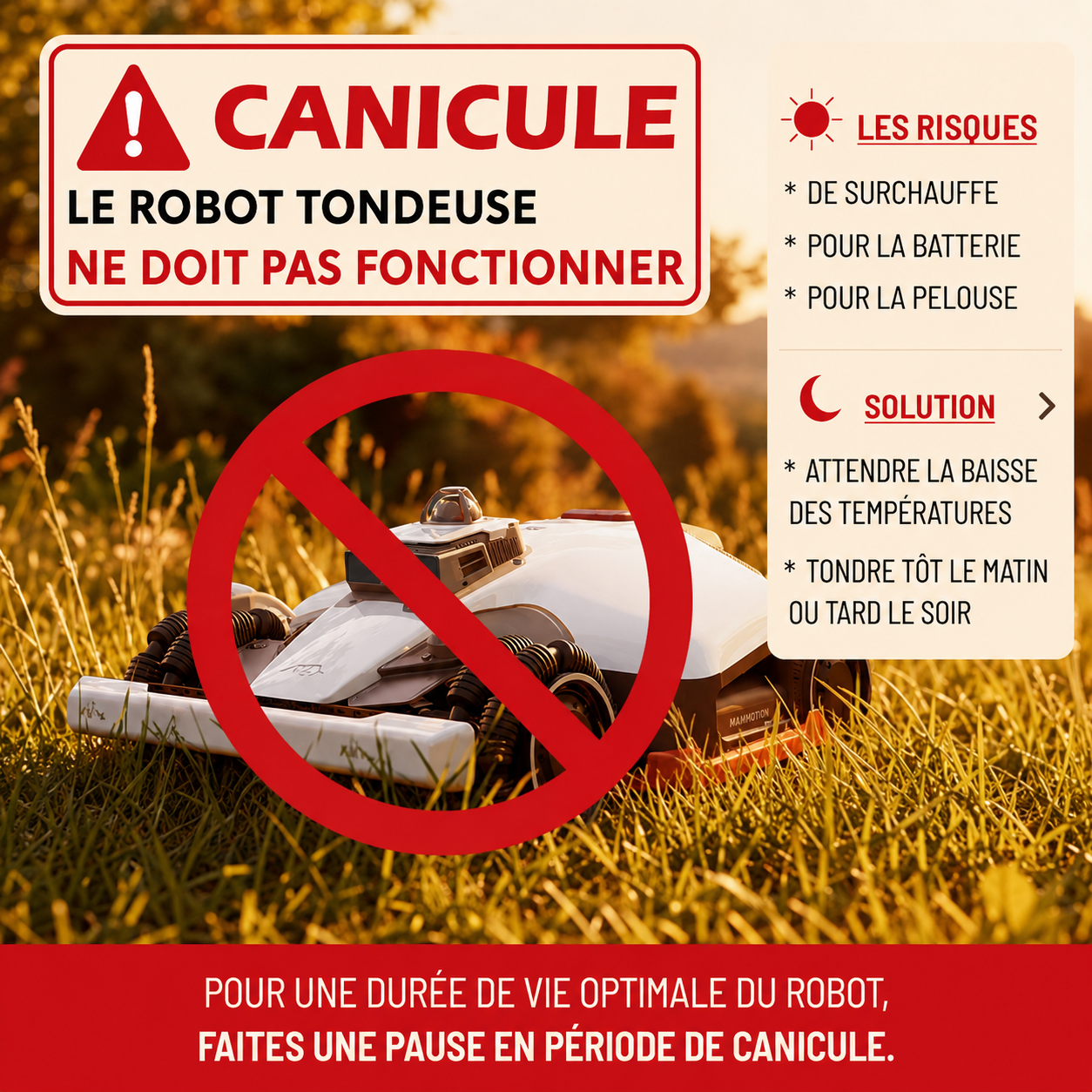 canicule robot tondeuse